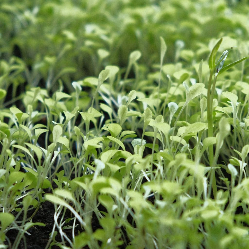 Live sprouts and microgreens on a wooden tray